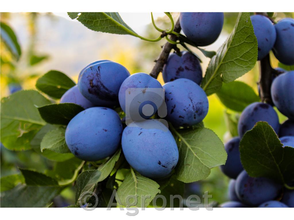 Sliva (Prunus domestica) Domača češplja MIRABOLANA
