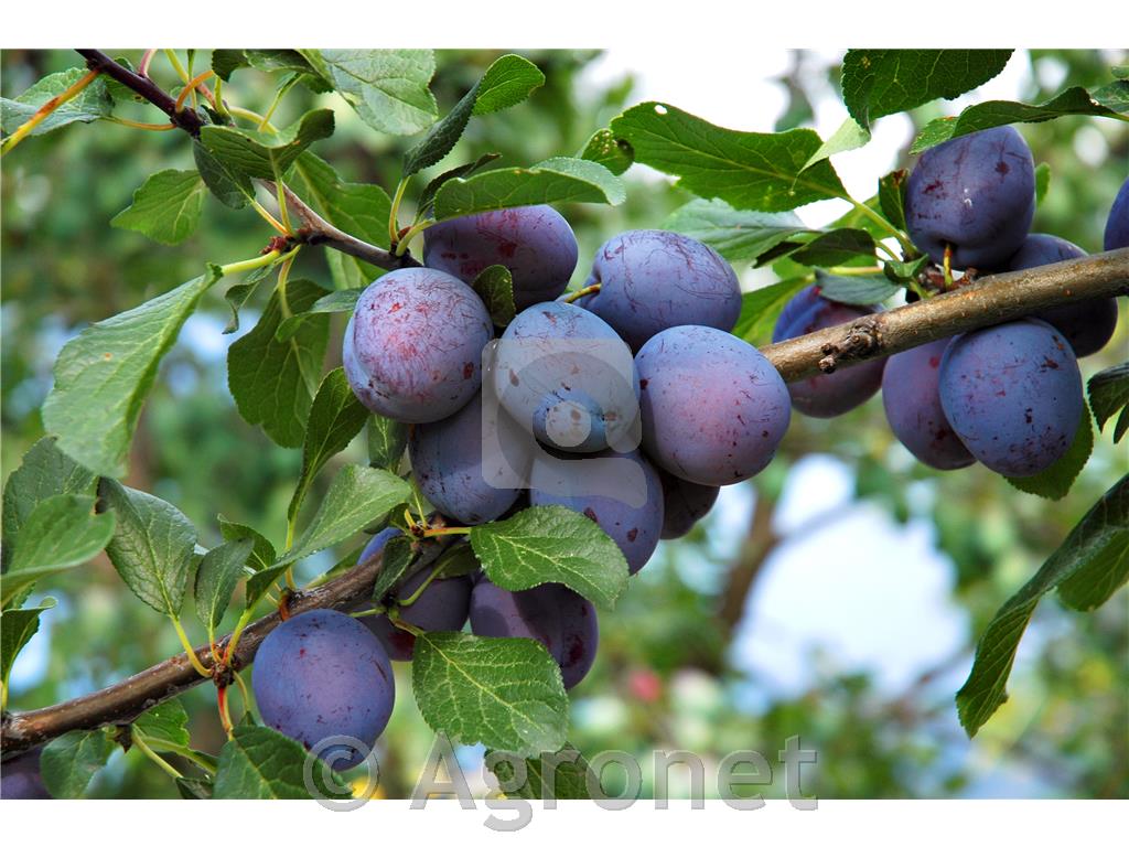 Sliva Ruth Gerstetter MIRABOLANA