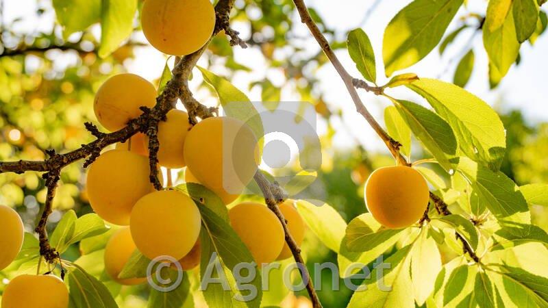 Sliva Oulinška renkloda (mirabolana)