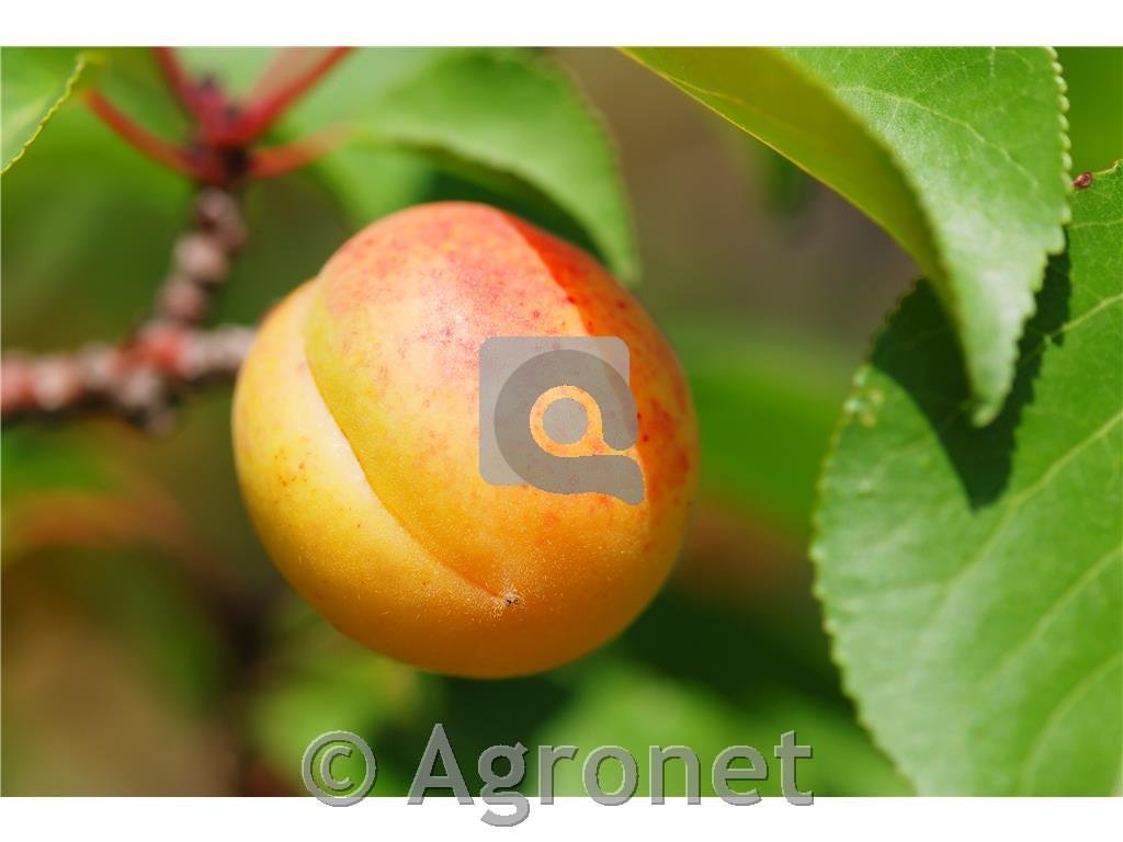 Marelica (Prunus armeniaca) Ogrska MIRABOLANA