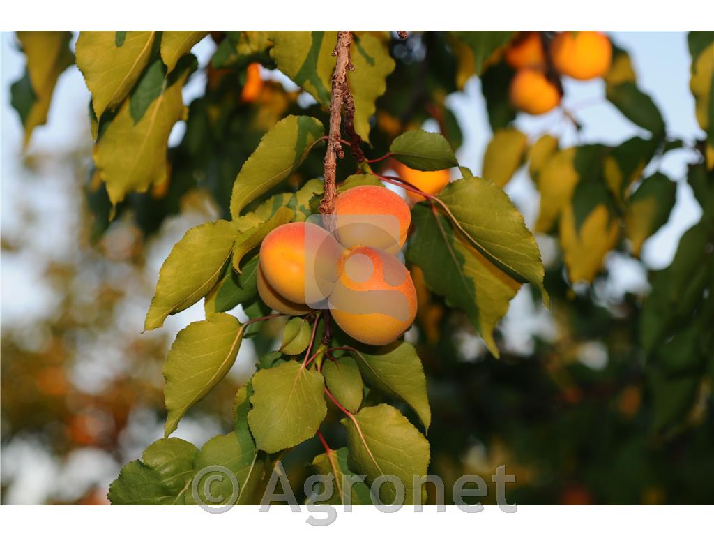 Marelica Orangered MIRABOLANA