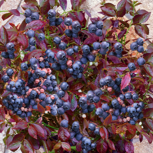 Ameriška borovnica Cabernet Splash