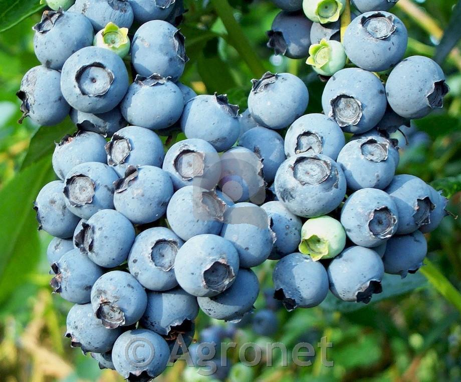 Ameriška borovnica Late Blue