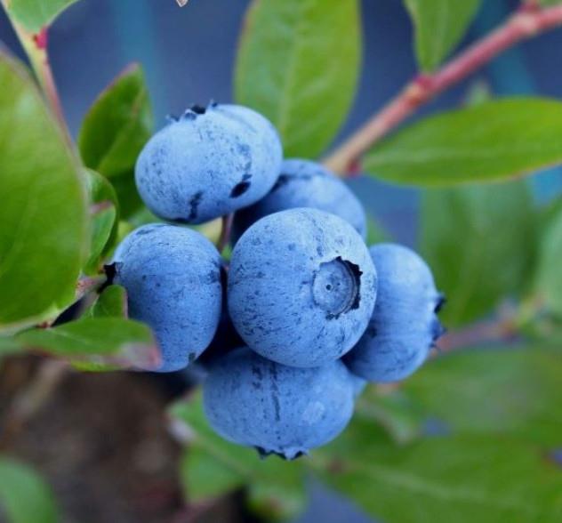 Ameriška borovnica Brigitta Blue