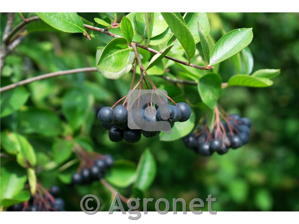 Aronija Nero