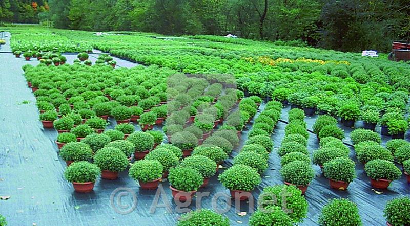 Agrotekstil 100 g/m² (1,25 m)