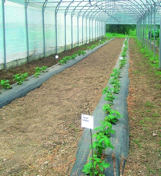 Agrotekstil 100 g/m² (1,25 m)