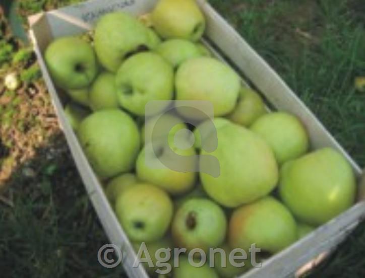 Jablana (Malus) Produkta M9 - odporna sorta jablane