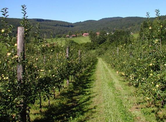 Jablana (Malus) Produkta M9 - odporna sorta jablane