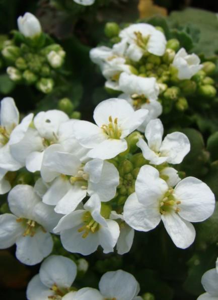 Kavkaški repnjak Arabis caucasica 'Little Treasure Deep Rose