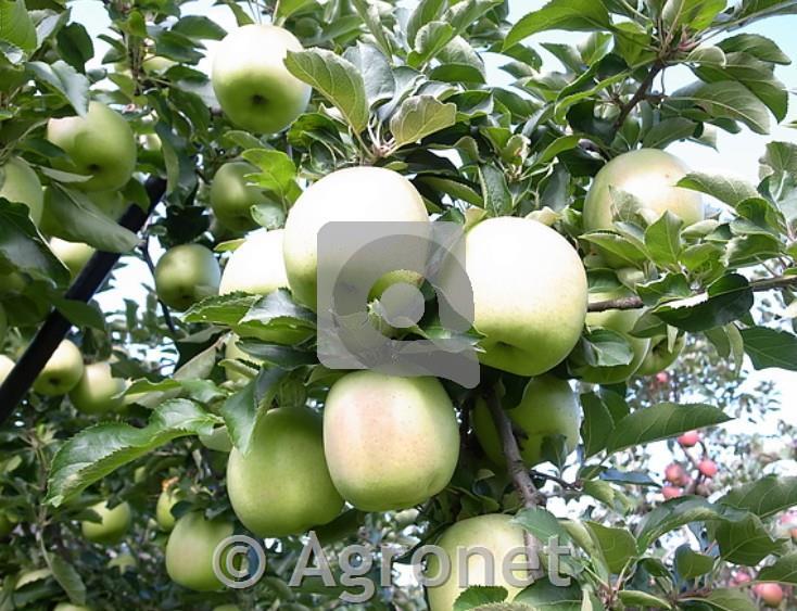 Jablana (Malus) Mutsu M9-novejša sorta jablane