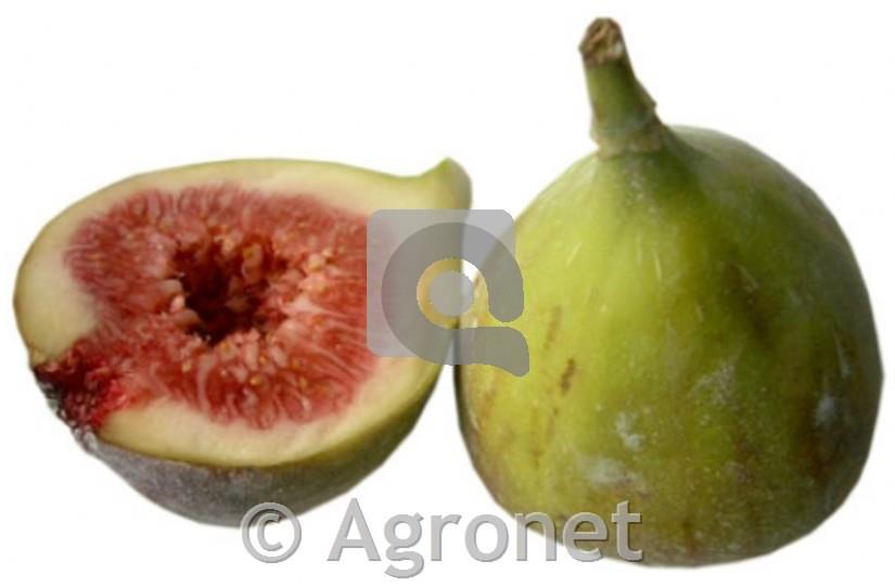 Figa Dottato