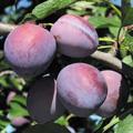 Sliva Ruth Gerstetter MIRABOLANA