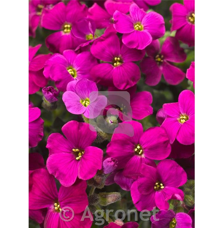 Avbrecija Aubrieta 'Hamburger Stadtpark'