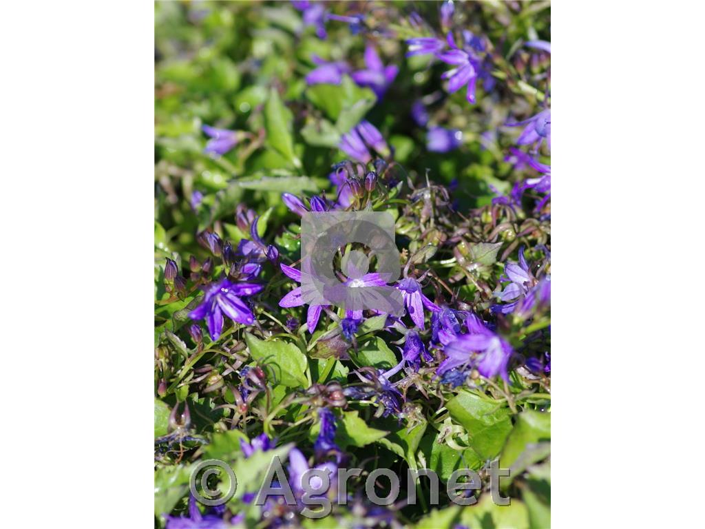 Zvončica Campanula poscharskyana 'Stella'm