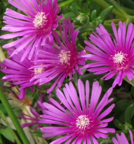 Delosperma Cooperi