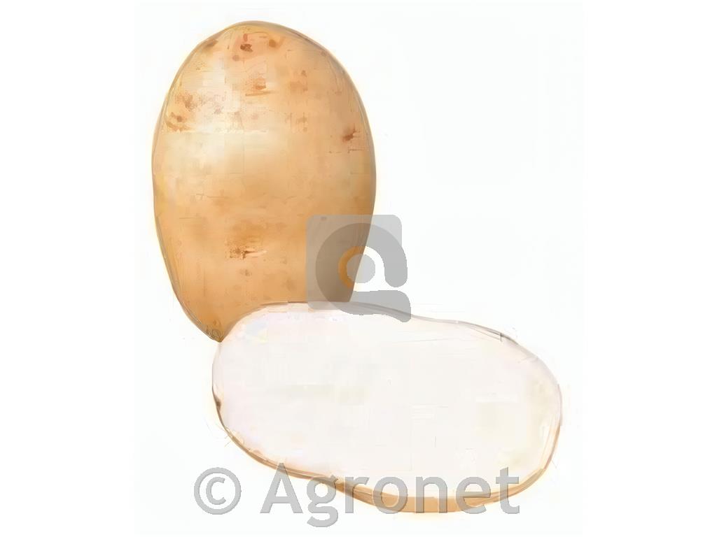 Krompir Maris Bard E 35/55 5 kg