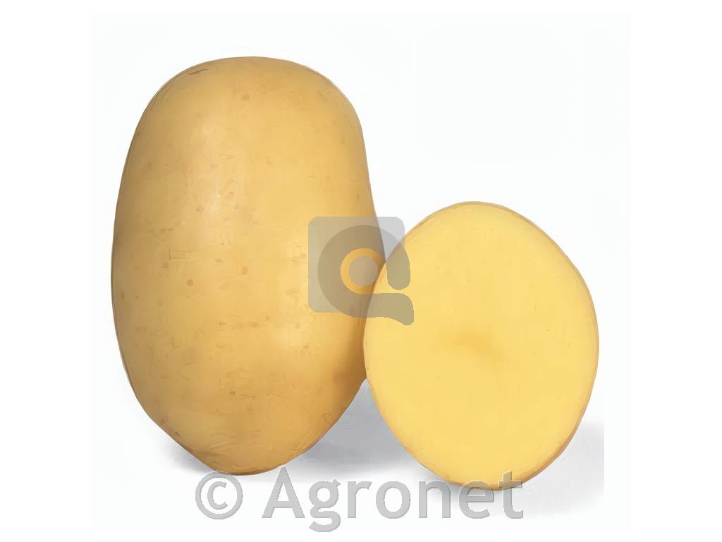 Krompir Jelly A 35/60 10 kg