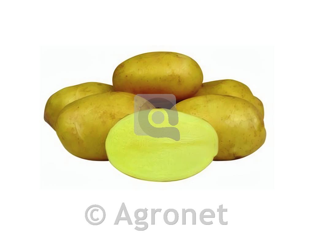 Krompir Jelly A 35/60 10 kg