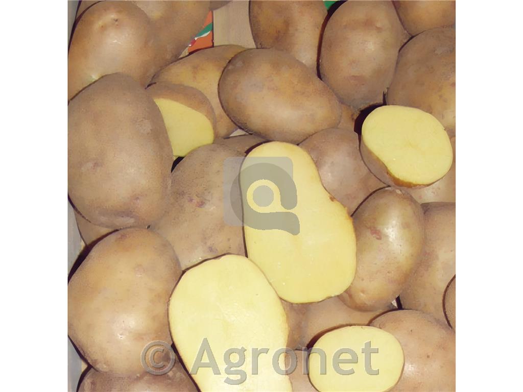 Krompir Jelly A 35/60 10 kg