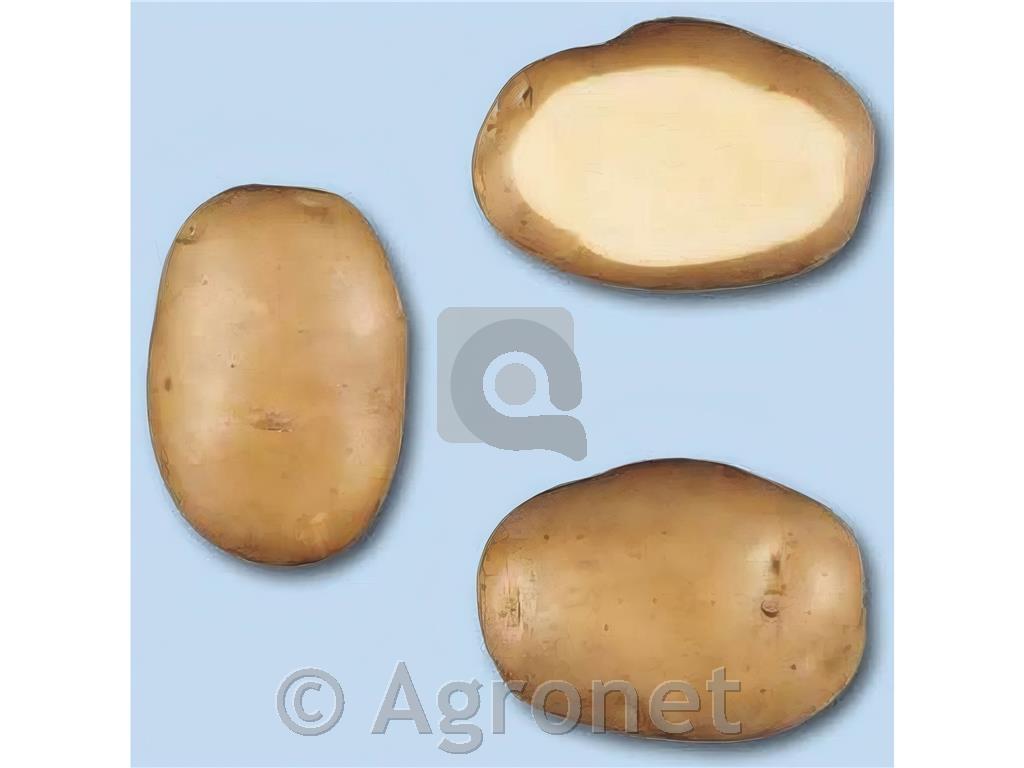 Krompir sorta Primura E 28/35 100 gomoljev