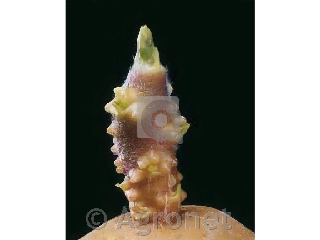 Krompir sorta Primura E 28/35 100 gomoljev