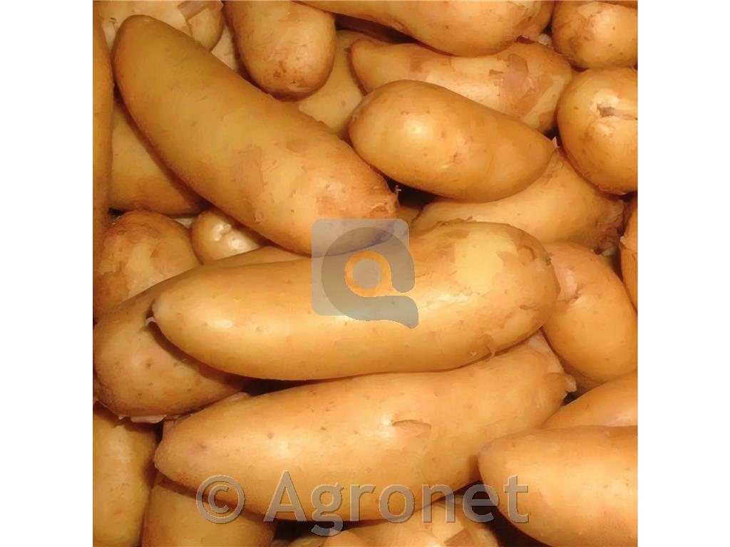 Krompir sorta Ratte 25/32 - 80 gomoljev