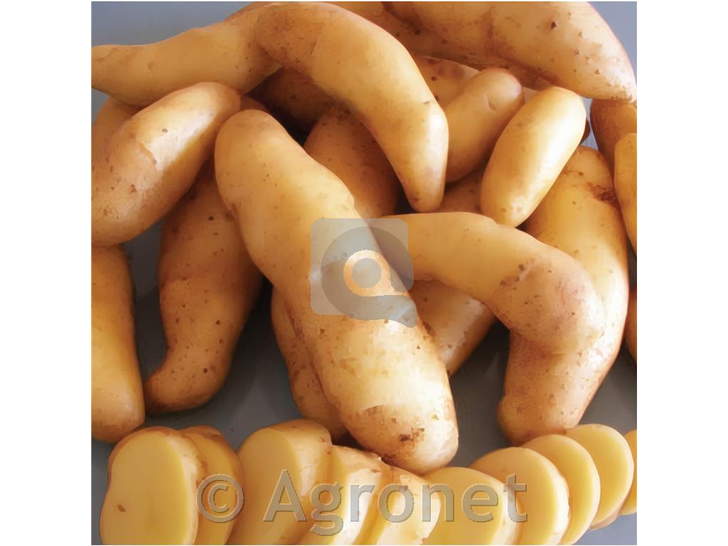 Krompir sorta Ratte 25/32 - 80 gomoljev