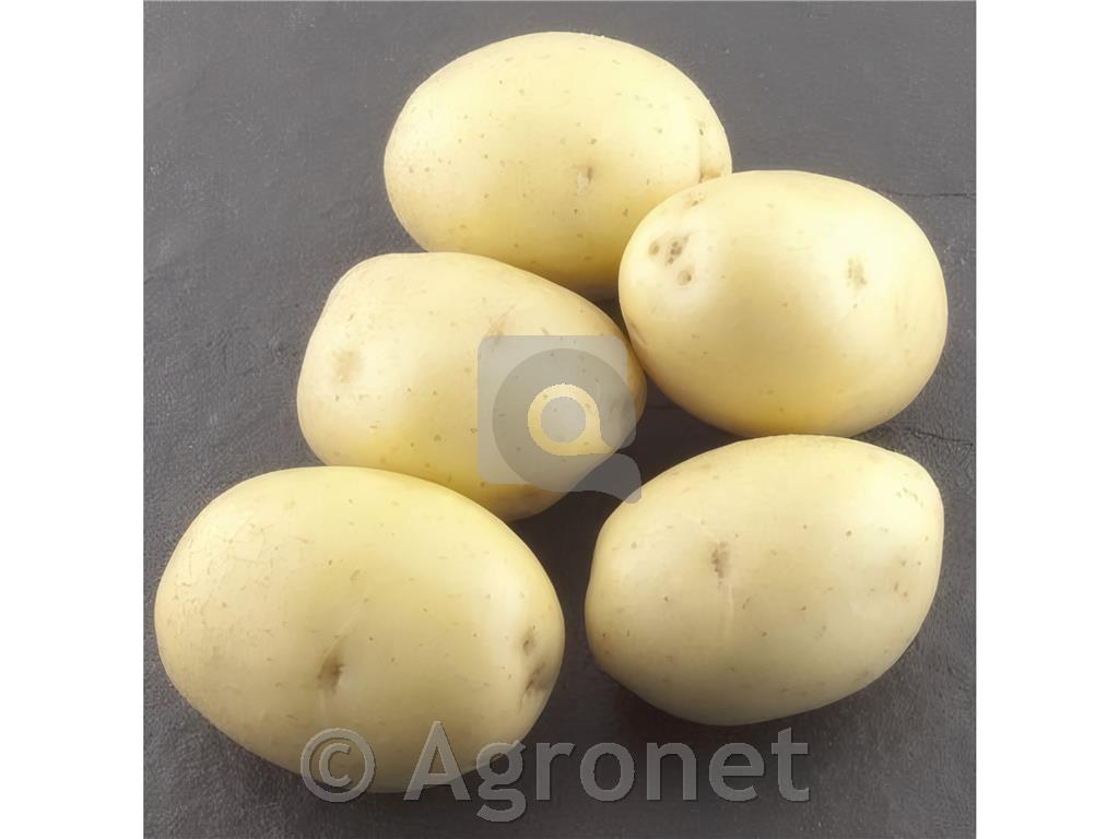 Krompir Colomba A 35/55 10 kg