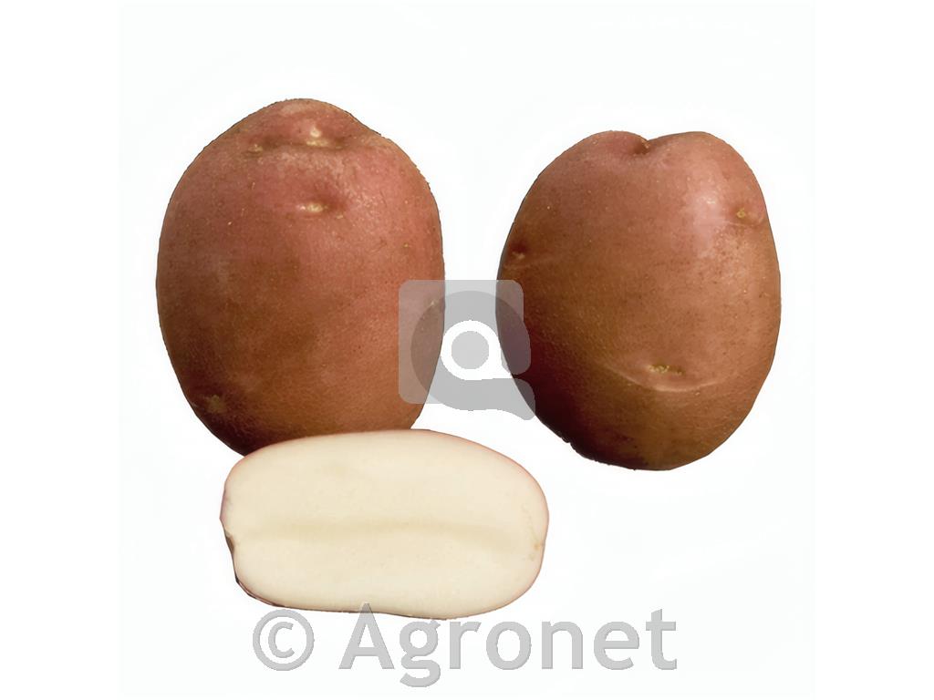 Krompir Red Fantasy A 35/55 10 kg
