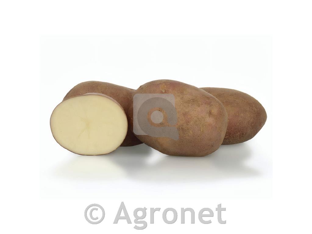 Krompir KIS Vipava E 35/55 5kg