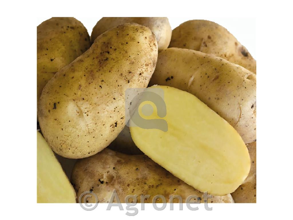 Krompir Gourmandine A 28/30 3 kg
