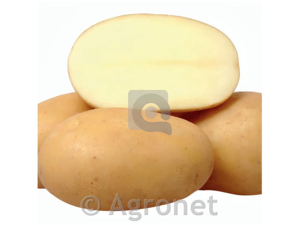 Krompir Catania A 35/55 25 kg