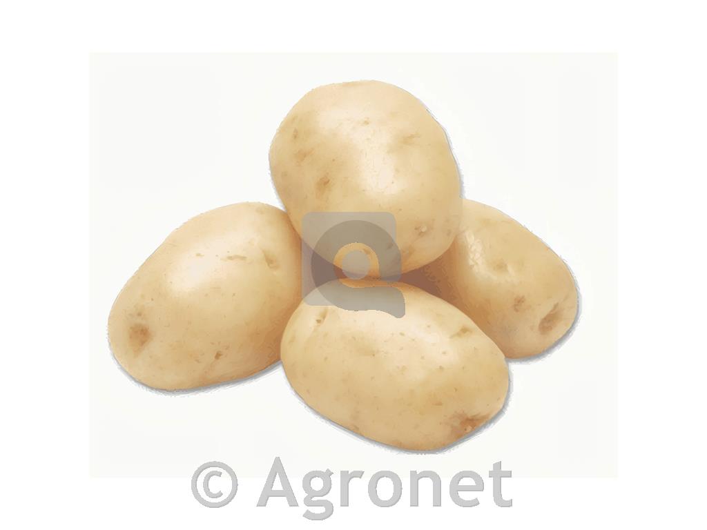 Krompir Carlingford E 35/55 10 kg