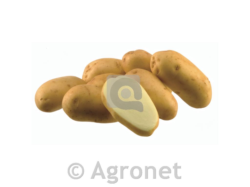 Krompir Jelly A 35/55 25 kg