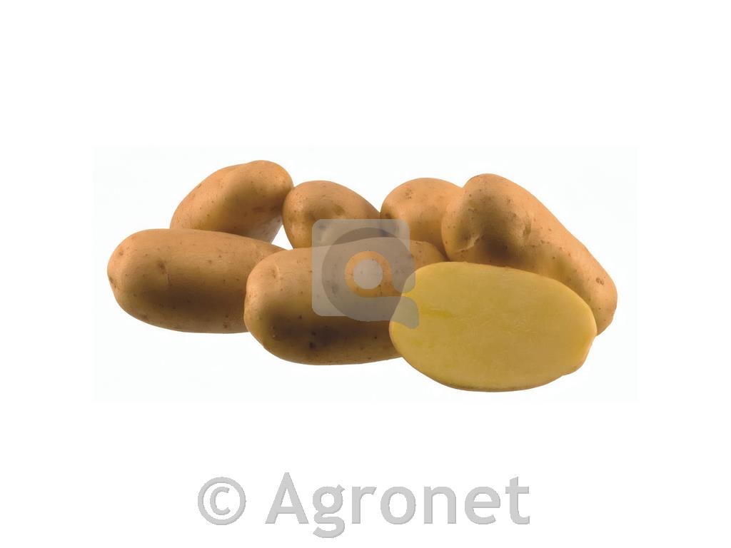 Krompir Agria E 35/55 25 kg
