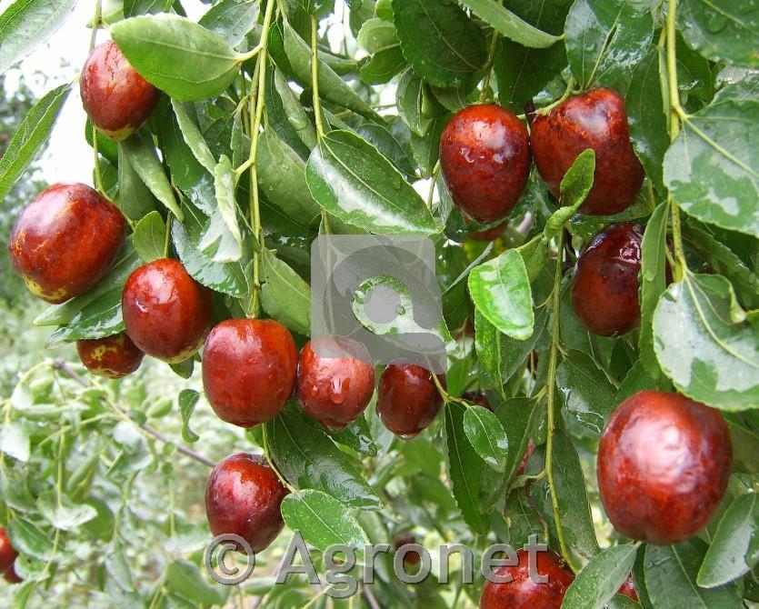 Žižula