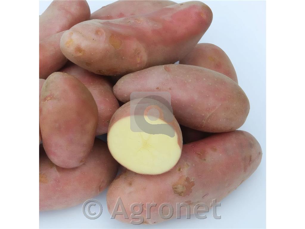 Krompir Franceline (kifelčar) E 28/30 5kg