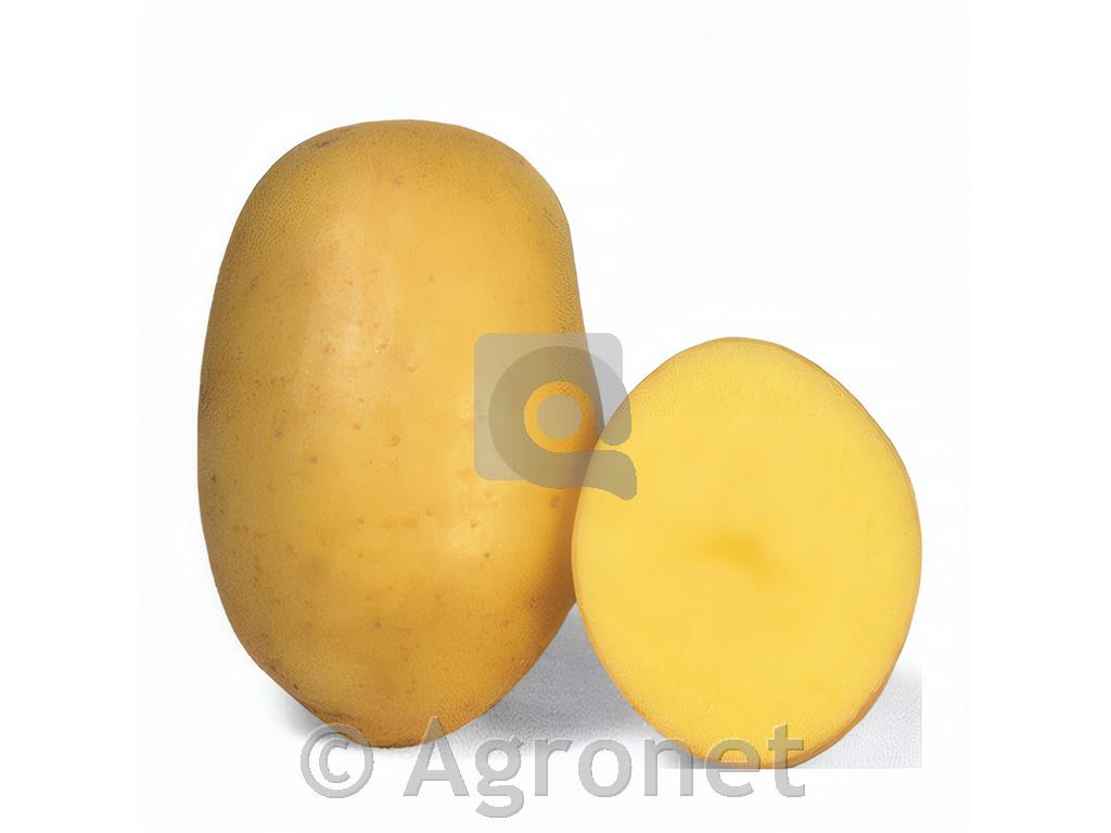 Krompir Draga A 35/55 10kg