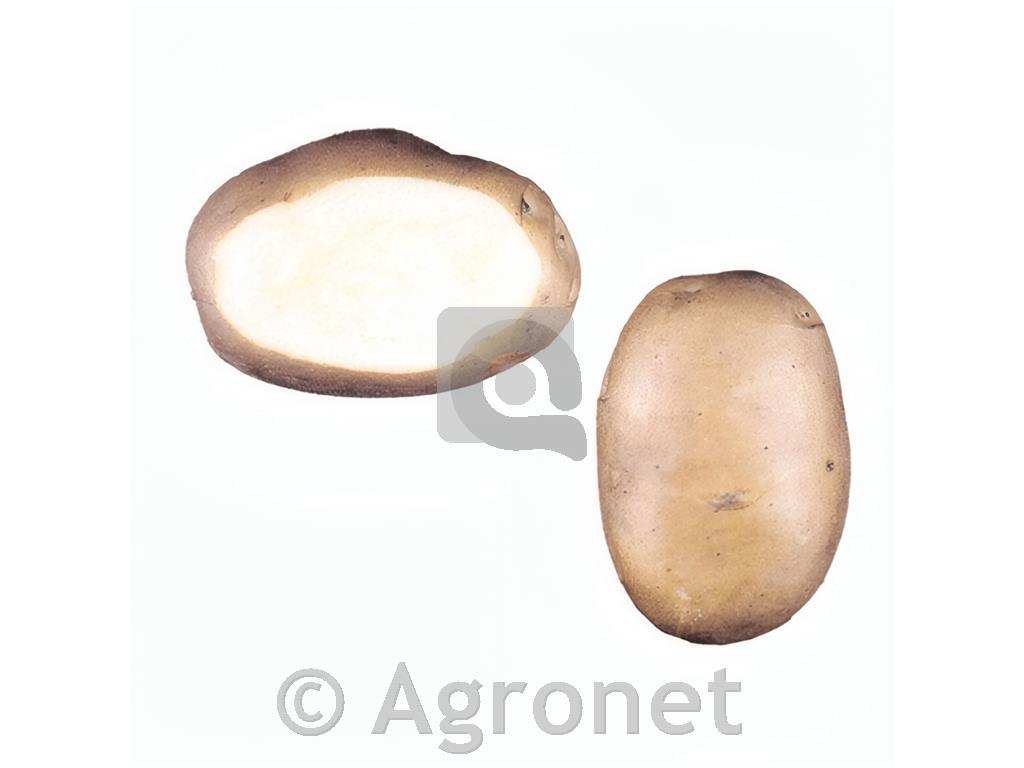 Krompir Primura E 35/55 25 kg