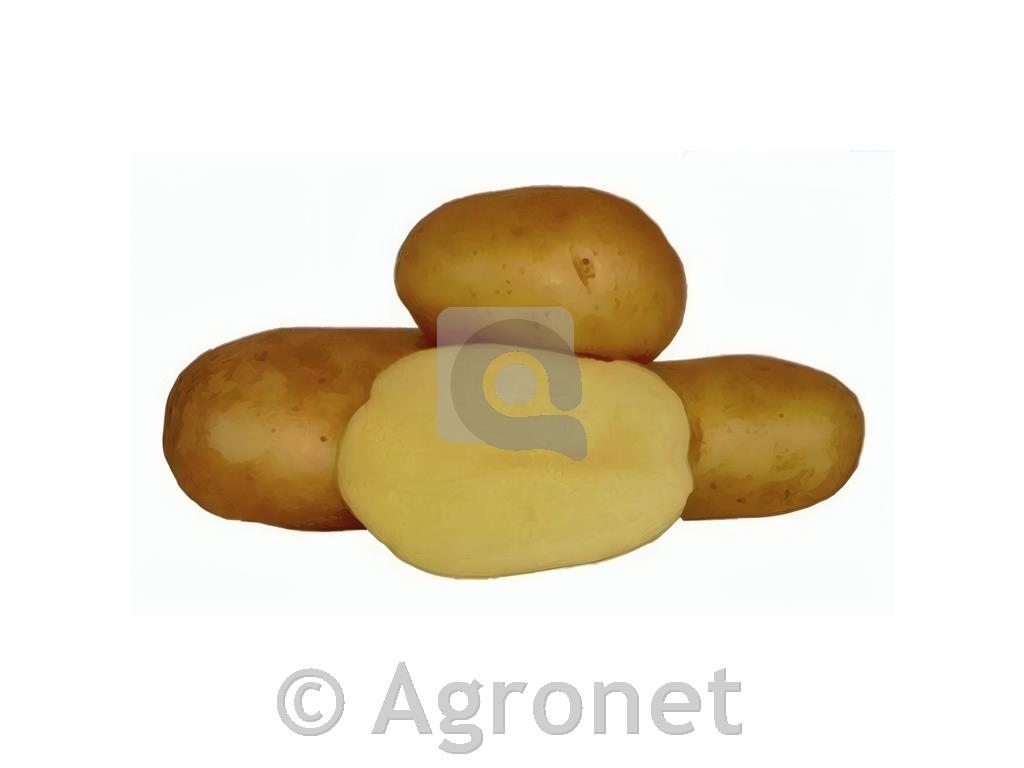 Krompir Adora E 28/35 25 kg