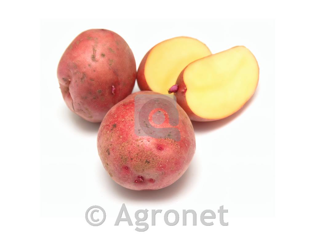 Krompir Kifeljčar Franceline rdeči, 80 gomoljev