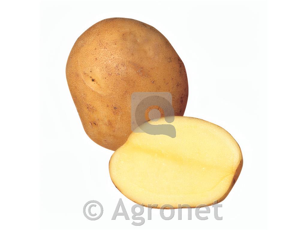 Krompir Sante E 35/55 25 kg