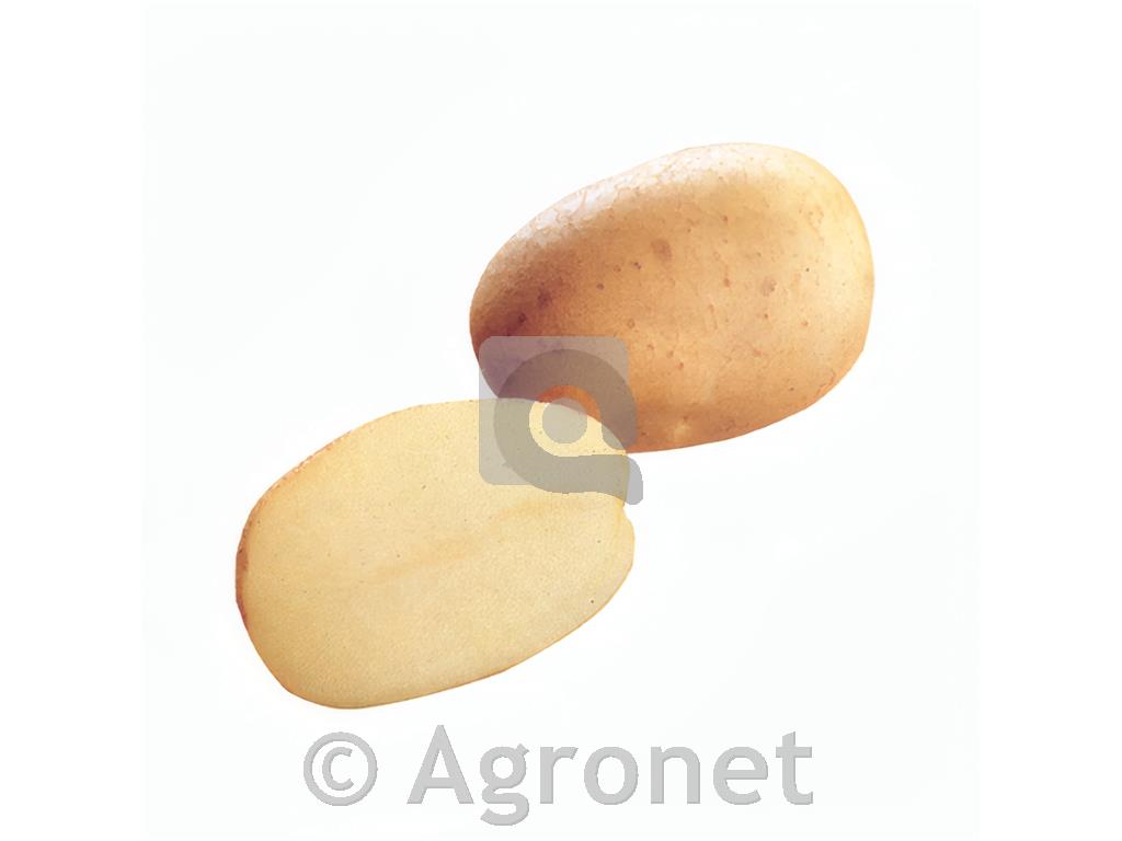 Krompir Evora E 35/55 25 kg