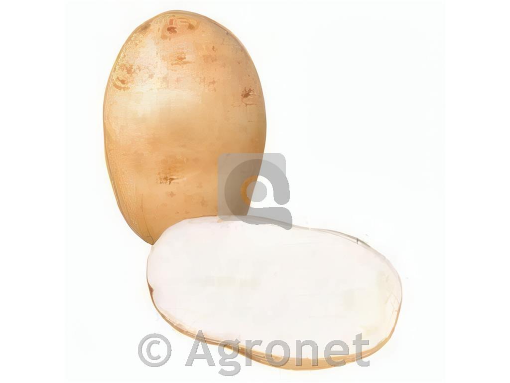 Krompir Maris Bard E 28/35 25kg