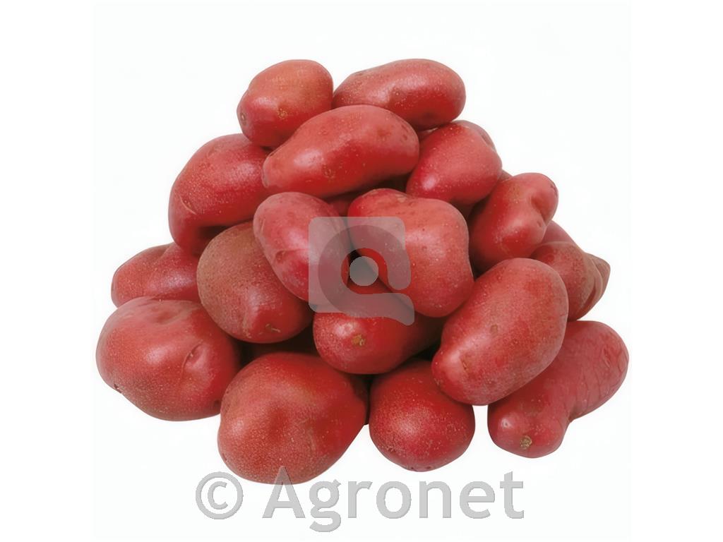 Krompir sorta Franceline (kifelčar) E 28/30 3kg