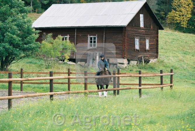 Leseni steber prečni Octo Wood ø10mm, 350 cm