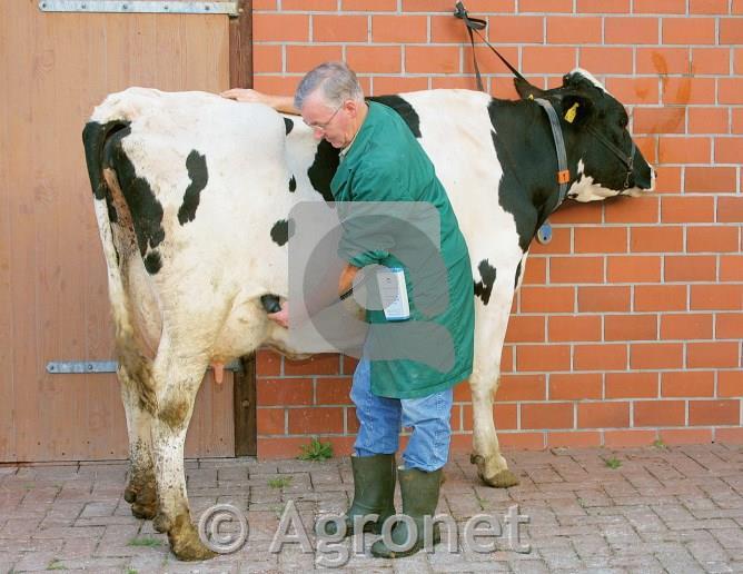 Tester brejosti za krave