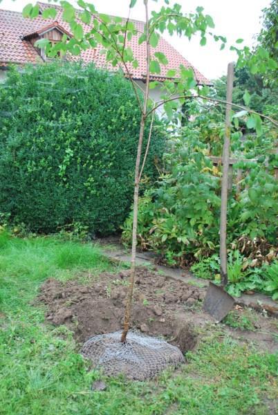 Košara za zaščito pred voluharji, 35cm