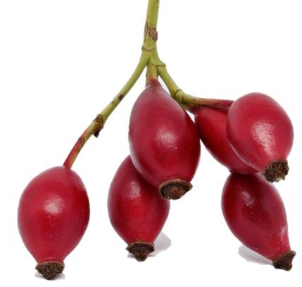 Šipek